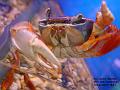 2002-0926crab
